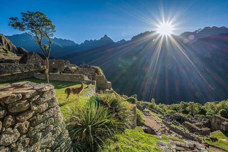 Una llama prendendo i primi raggi del sole Machu Picchu Una llama prendendo i primi raggi del sole Machu Picchu